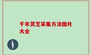 千年灵芝采集方法图片大全