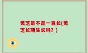 灵芝是不是一直长(灵芝长期生长吗？)