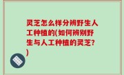 灵芝怎么样分辨野生人工种植的(如何辨别野生与人工种植的灵芝？)