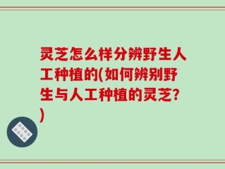 灵芝怎么样分辨野生人工种植的(如何辨别野生与人工种植的灵芝？)