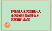 野生超大木灵芝图片大全(精美珍贵的野生木灵芝图片盘点)