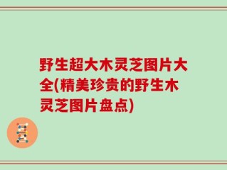 野生超大木灵芝图片大全(精美珍贵的野生木灵芝图片盘点)