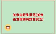 关帝山野生灵芝(关帝山发现稀有野生灵芝)