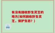有没有回收野生灵芝的地方(如何回收野生灵芝，保护生态？)