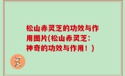 松山赤灵芝的功效与作用图片(松山赤灵芝：神奇的功效与作用！)