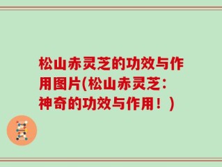 松山赤灵芝的功效与作用图片(松山赤灵芝：神奇的功效与作用！)