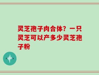 灵芝孢子肉合体？一只灵芝可以产多少灵芝孢子粉