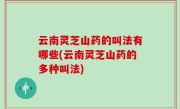 云南灵芝山药的叫法有哪些(云南灵芝山药的多种叫法)
