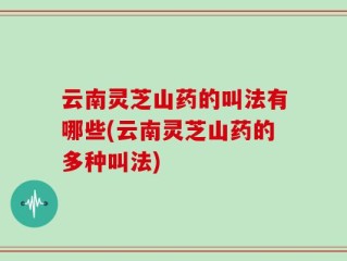 云南灵芝山药的叫法有哪些(云南灵芝山药的多种叫法)