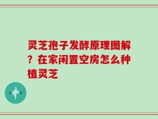 灵芝孢子发酵原理图解？在家闲置空房怎么种植灵芝