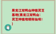 黑龙江双鸭山种植灵芝基地(黑龙江双鸭山：灵芝种植地堪称仙境！)