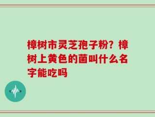 樟树市灵芝孢子粉？樟树上黄色的菌叫什么名字能吃吗