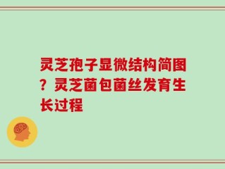 灵芝孢子显微结构简图？灵芝菌包菌丝发育生长过程