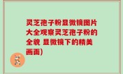 灵芝孢子粉显微镜图片大全观察灵芝孢子粉的全貌 显微镜下的精美画面)