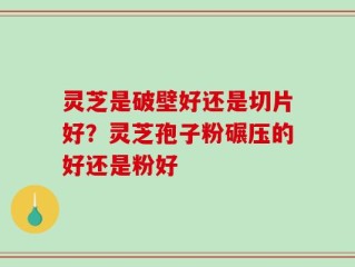 灵芝是破壁好还是切片好？灵芝孢子粉碾压的好还是粉好