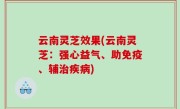 云南灵芝效果(云南灵芝：强心益气、助免疫、辅治疾病)