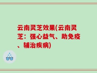 云南灵芝效果(云南灵芝：强心益气、助免疫、辅治疾病)