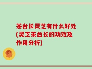 茶台长灵芝有什么好处(灵芝茶台长的功效及作用分析)