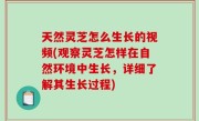 天然灵芝怎么生长的视频(观察灵芝怎样在自然环境中生长，详细了解其生长过程)