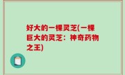 好大的一棵灵芝(一棵巨大的灵芝：神奇药物之王)
