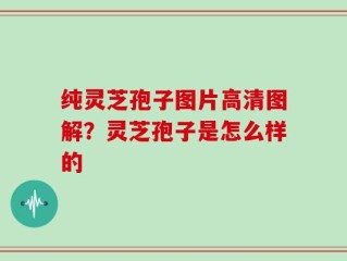 纯灵芝孢子图片高清图解？灵芝孢子是怎么样的