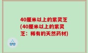 40厘米以上的紫灵芝(40厘米以上的紫灵芝：稀有的天然药材)