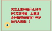 灵芝土里种植什么好养护(灵芝种植：土里适合种植哪些植物？养护技巧大揭密！)
