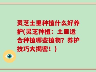 灵芝土里种植什么好养护(灵芝种植：土里适合种植哪些植物？养护技巧大揭密！)