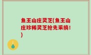 鱼王山庄灵芝(鱼王山庄珍稀灵芝抢先采摘！)