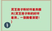 灵芝孢子粉好坏差异图片(灵芝孢子粉的好坏差异，一张图看清楚！)