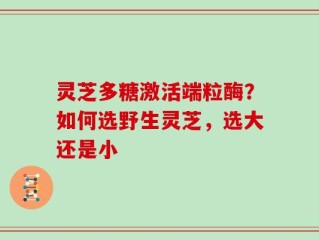 灵芝多糖激活端粒酶？如何选野生灵芝，选大还是小