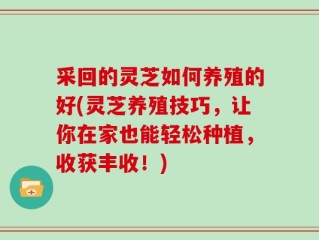 采回的灵芝如何养殖的好(灵芝养殖技巧，让你在家也能轻松种植，收获丰收！)