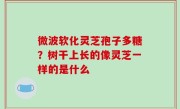 微波软化灵芝孢子多糖？树干上长的像灵芝一样的是什么