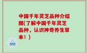 中国千年灵芝品种介绍图(了解中国千年灵芝品种，认识神奇养生草本！)