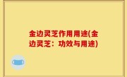 金边灵芝作用用途(金边灵芝：功效与用途)