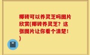 椰砖可以养灵芝吗图片欣赏(椰砖养灵芝？这张图片让你看个清楚！)