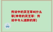 传说中的灵芝草叫什么草(神奇的灵芝草：传说中令人迷醉的草)
