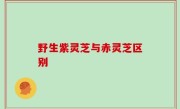 野生紫灵芝与赤灵芝区别