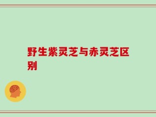 野生紫灵芝与赤灵芝区别