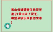 黄山云破壁野生乐灵芝孢子(黄山天上灵芝，破壁采摘乐享自然生态)