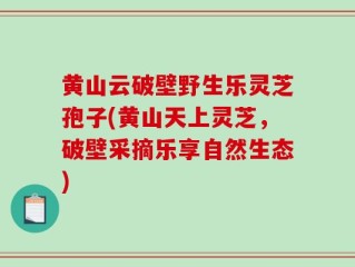 黄山云破壁野生乐灵芝孢子(黄山天上灵芝，破壁采摘乐享自然生态)