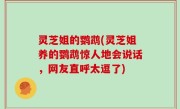 灵芝姐的鹦鹉(灵芝姐养的鹦鹉惊人地会说话，网友直呼太逗了)