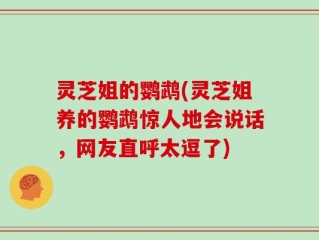 灵芝姐的鹦鹉(灵芝姐养的鹦鹉惊人地会说话，网友直呼太逗了)