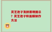 灵芝孢子发酵原理图示？灵芝孢子粉面膜制作方法