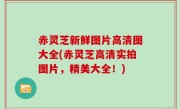 赤灵芝新鲜图片高清图大全(赤灵芝高清实拍图片，精美大全！)