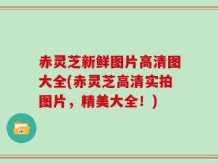赤灵芝新鲜图片高清图大全(赤灵芝高清实拍图片，精美大全！)