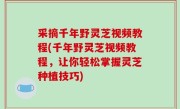 采摘千年野灵芝视频教程(千年野灵芝视频教程，让你轻松掌握灵芝种植技巧)