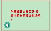 牛鞭鹿茸人参灵芝(珍贵中药材的特点和功效)