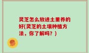 灵芝怎么放进土里养的好(灵芝的土壤种植方法，你了解吗？)