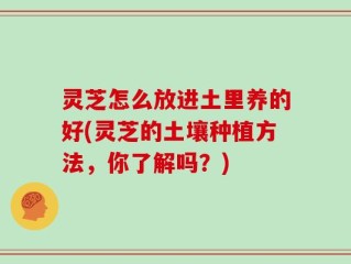 灵芝怎么放进土里养的好(灵芝的土壤种植方法，你了解吗？)